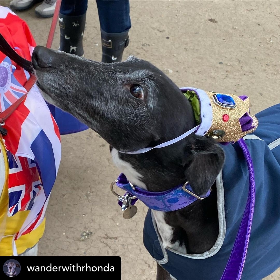 thedogcouncil's tweet image. Rhonda v Auntie
#TDCDocket22190
.
“I’m advertising for a new milliner to replace auntie after my jubilee crown kept collapsing and she had to stuff it with poo bags. It’s hard to feel regal when people are saying “Rhonda your poo bags are showing”. #poorworkmanship #jubaloo