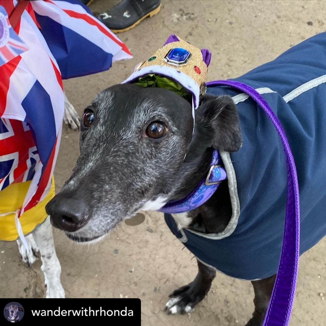 thedogcouncil's tweet image. Rhonda v Auntie
#TDCDocket22190
.
“I’m advertising for a new milliner to replace auntie after my jubilee crown kept collapsing and she had to stuff it with poo bags. It’s hard to feel regal when people are saying “Rhonda your poo bags are showing”. #poorworkmanship #jubaloo