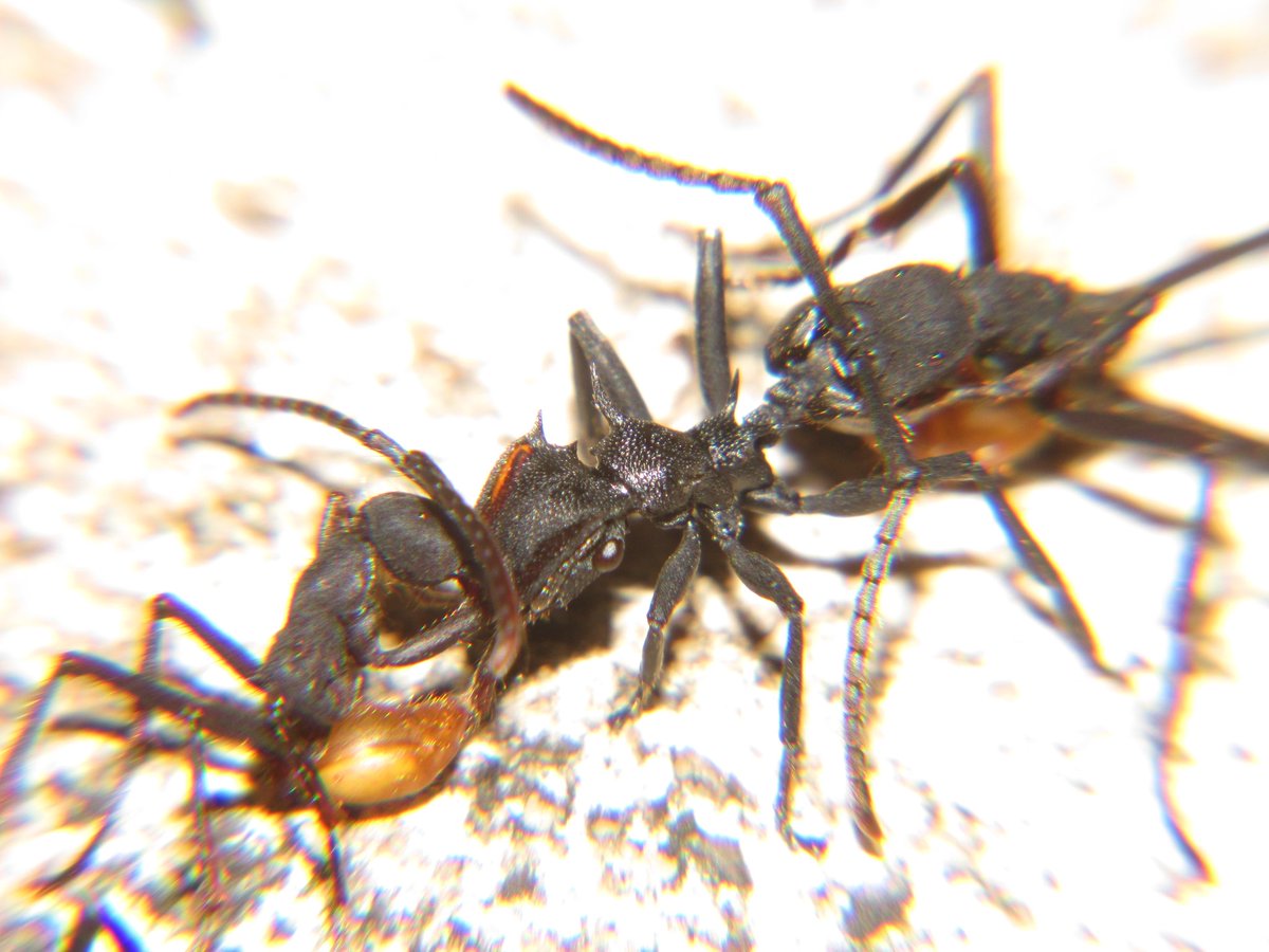 HilarioLima42's tweet photo. A bad day for Cephalotes atratus ant. Begin a day with fight with Eciton rapax and this day can be the last day.
#armyant #eciton #Cephalotes https://t.co/tLi63IEI2t
