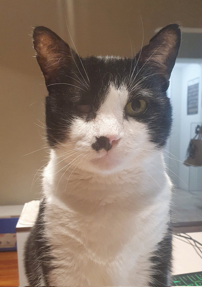 ChompyNelson's tweet photo. @Betty_Boo_Kat Thank you ❤️ You've made me tear up that's really lovely. Nelson was such a bright light in our lives that burned out too quickly but bought so much love ❤️. https://t.co/H2Ytkj6Mvd