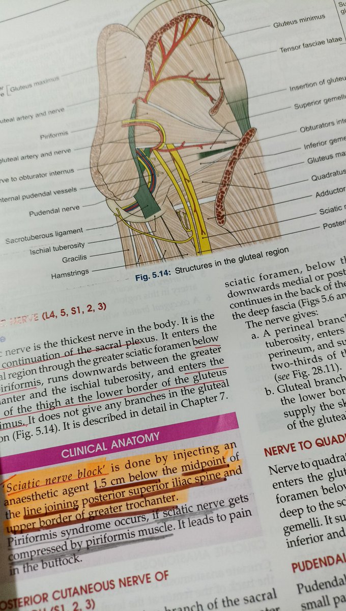 inmyreveriee's tweet photo. Meanwhile me struggling to complete today's anatomy terminal syllabus.😭
#MedTwitter #MBBS #TwitterDoc https://t.co/AQKIz2tWtW
