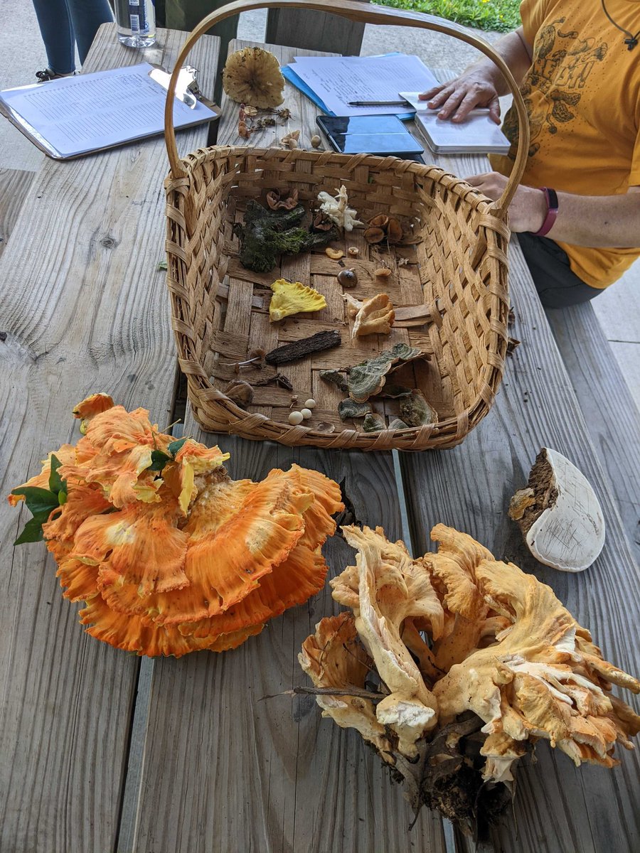 hashtagshroomer's tweet image. Had a good day in the woods.
#fungi #foray