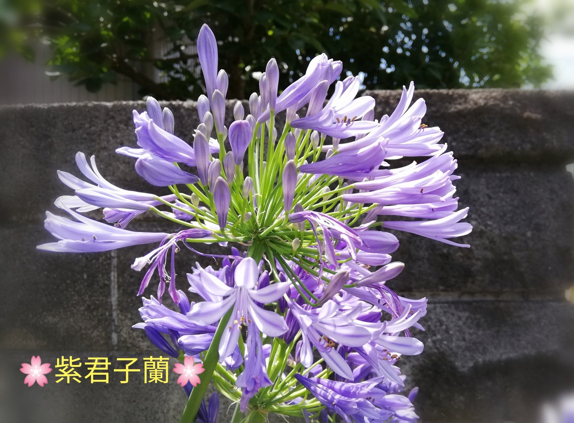 アフリカンリリー Twitter Search Twitter