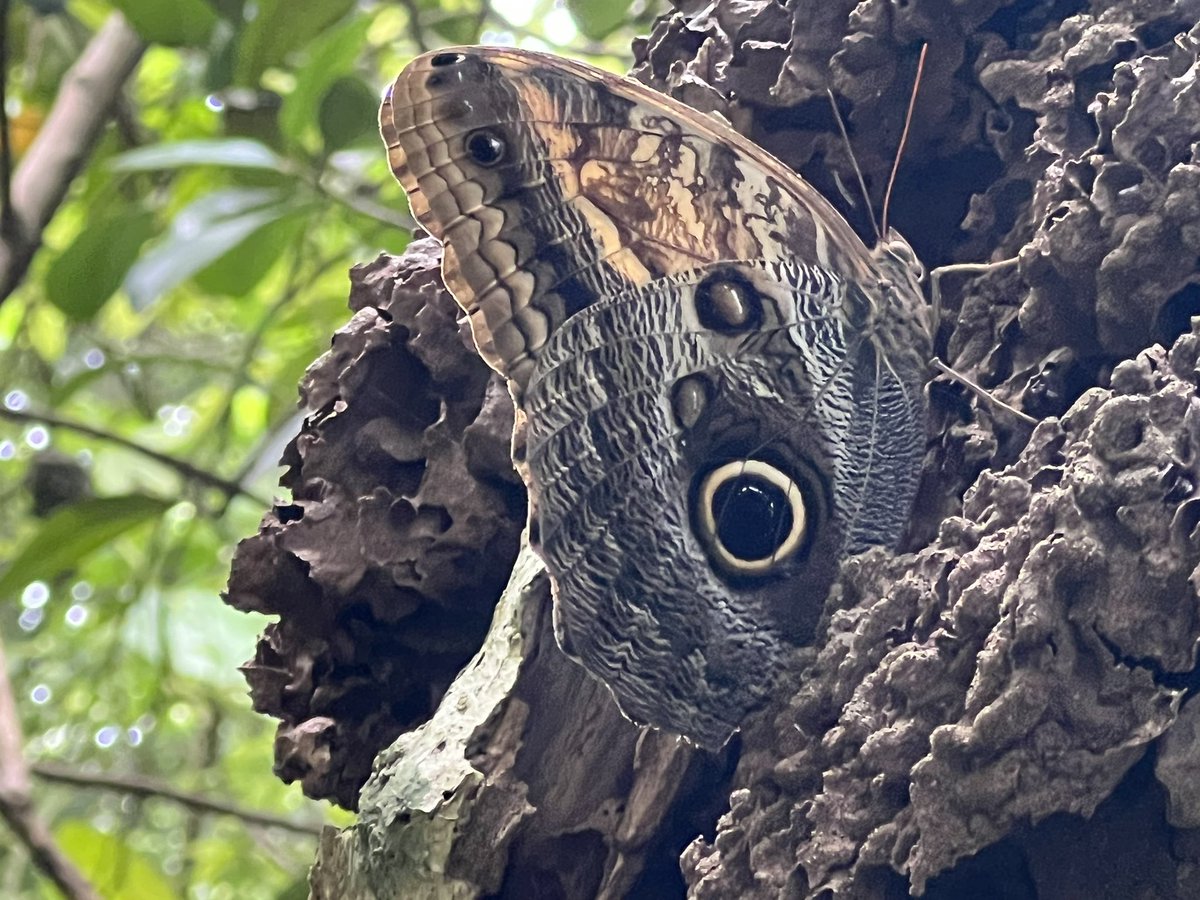 ymalhi's tweet photo. Second day in Colombia before #ATBC2022, and a visit to Cartagena Botanical Garden to sample a small but lovely slice of Caribbean coastal rainforest. Nice to immerse in its lush green complexity again! https://t.co/gWbEDXFQsr