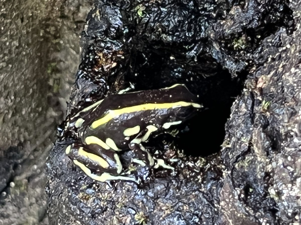 ymalhi's tweet photo. Second day in Colombia before #ATBC2022, and a visit to Cartagena Botanical Garden to sample a small but lovely slice of Caribbean coastal rainforest. Nice to immerse in its lush green complexity again! https://t.co/gWbEDXFQsr