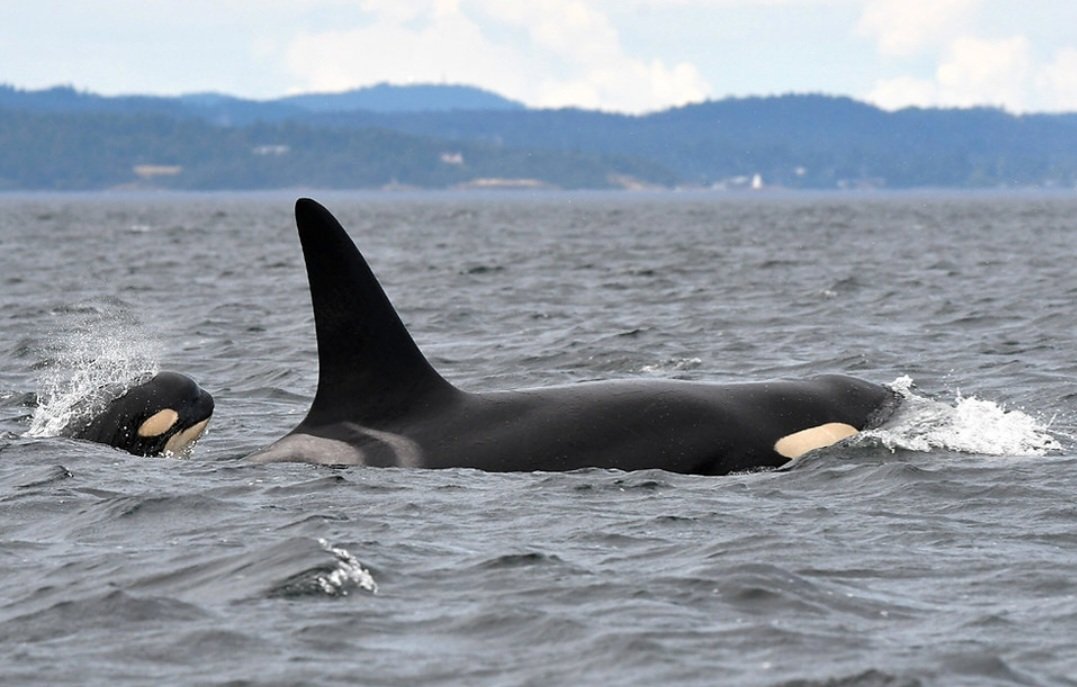 OrcaSpotlight's tweet photo. The Center for Whale Research encountered K Pod on July 9th and were able to confirm that a calf, given the alpha-numeric designation of K45, has been born to 36-year-old K20 Spock! The baby was first observed in April off the coast of Oregon. https://t.co/J8YUYdH0AE