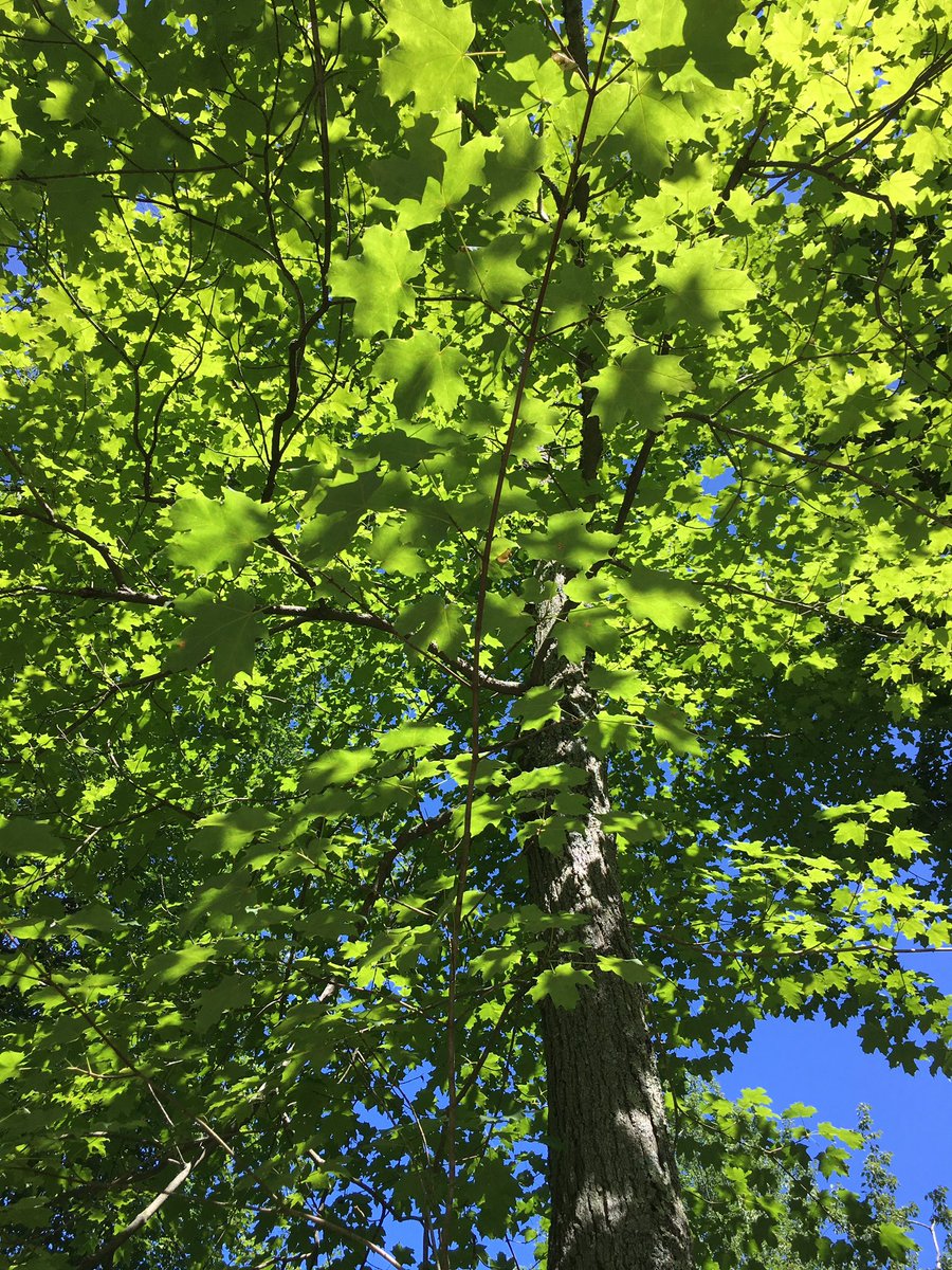 love_yama_kaze's tweet photo. - Trail running in the woods ☀️ 🏃🏻‍♀️

#nature #trail
#trees #leaves 💚
#blue_sky 💙 https://t.co/Jc00uvE7vd