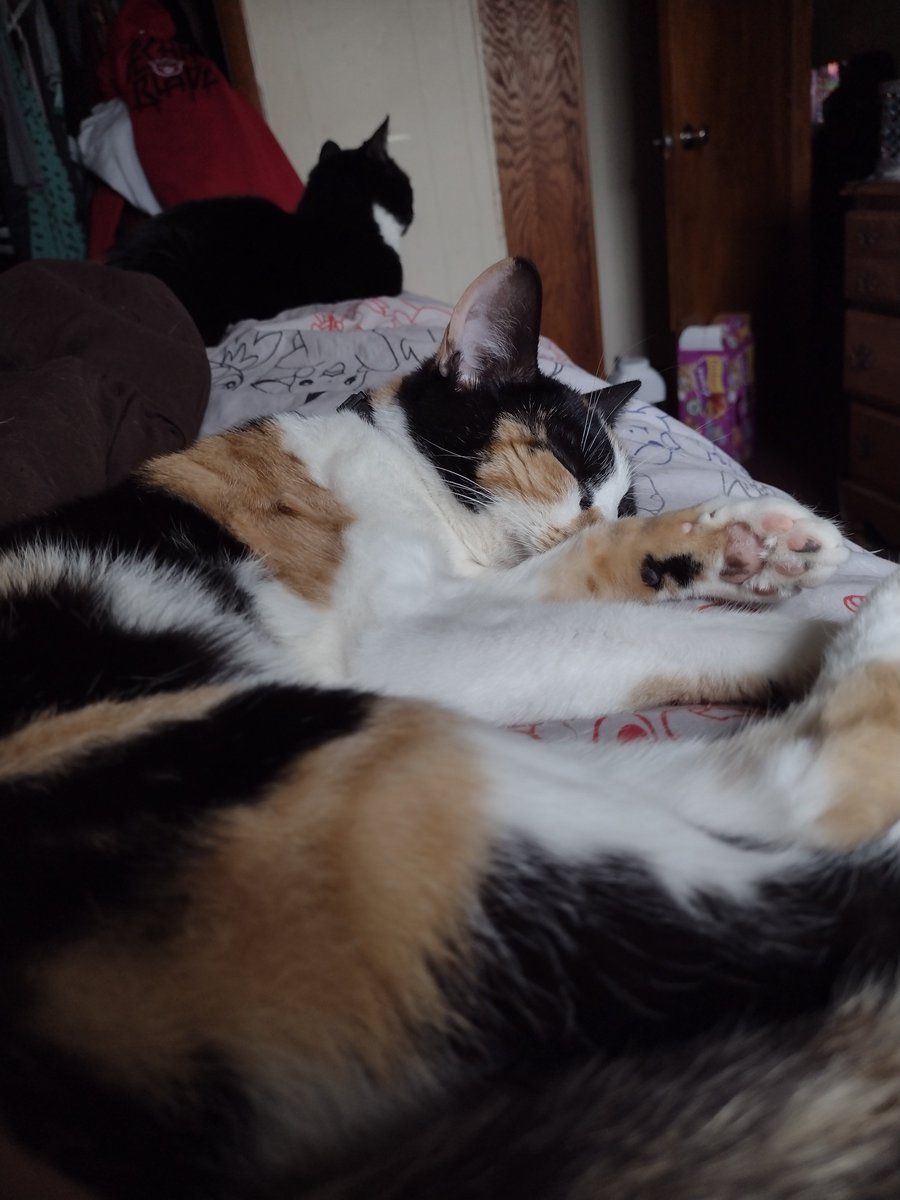 Checkinder's tweet image. Promised chat I'd post a picture of my cat so here's Newt &amp;lt;3