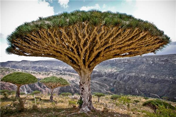 Kjwd59's tweet photo. شجرة «الصندل الأنجولي» أو ما يعرف بـ«شجرة الدماء» تنزف دماً عند قطعها ...

دماء هذة الشجرة هو عبارة عن سائل احمر اللون يخرج عند قطع جذوعها، وليس دماً حقيقياً ...

#معلومة
#حول_العالم
#منوعات https://t.co/C0pByNnxO2