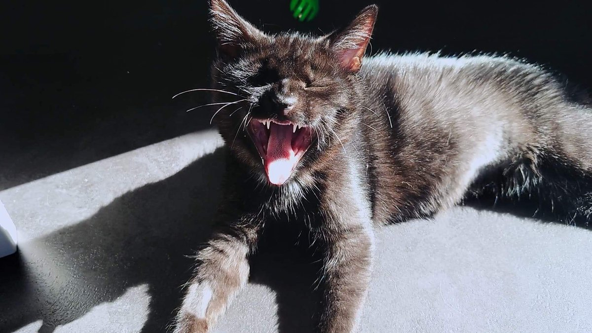 RescueKittiesM's tweet photo. Our cats aren't allowed outside whilst in foster care but they still find ways to enjoy the glorious sunshine!
#sunbeamcat #catrescue #cats #catsoftwitter https://t.co/Tf8ldZlU0C