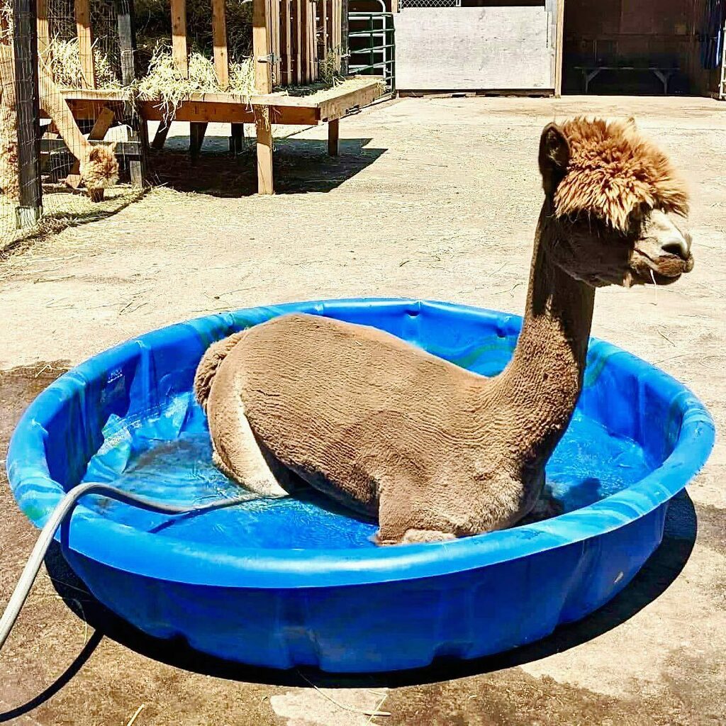 Nice day for a pool party right Feather?

#alpacasofinstagram #alpacaswim #staycool #stayhydrated #summeralpaca instagr.am/p/Cf2IxCSu57g/