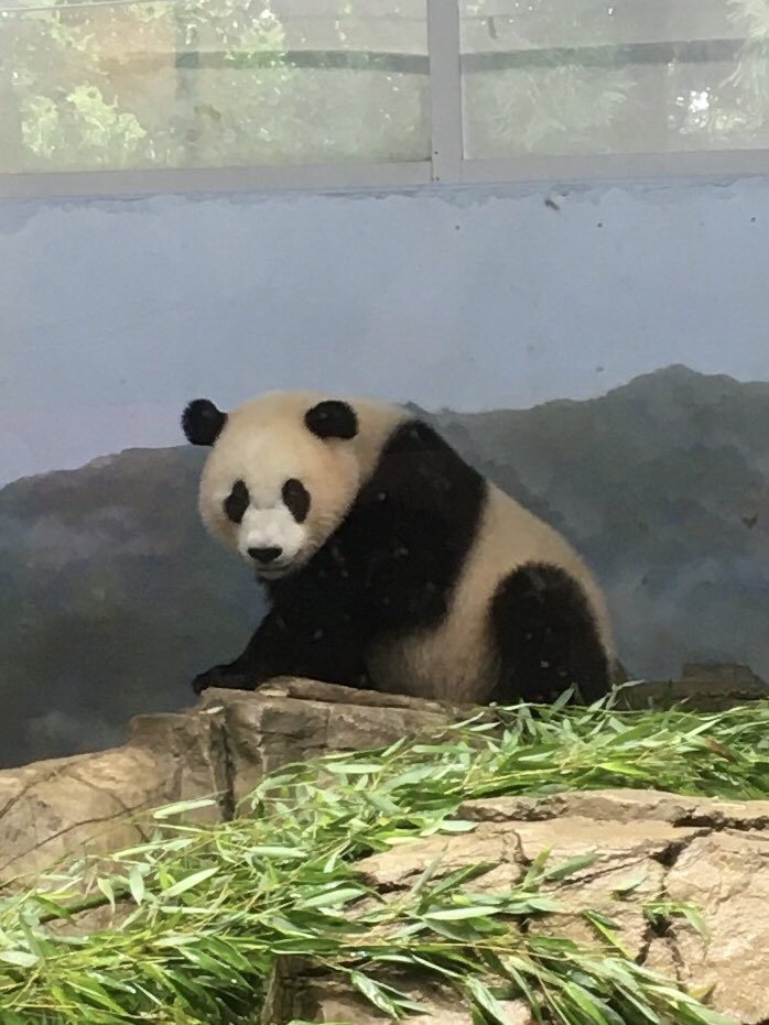 CSBaltimore (@charmcitypanda) on Twitter photo Hey Buddy! โค๏ธ
<a href="/DodgerAmes/">Amy R. ๐ฌ ๐ผ ๐บ</a> <a href="/BooBooPanduh/">BooBooPanda</a> @PandaChronicle <a href="/DCnativepanda/">IโฅPandas</a> <a href="/MommyMei98/">Mei Xiang Tian</a> <a href="/pinkypanda0823/">Princess Pinky 1st of Her Name & Mother of Pandas</a> @houseofcubs <a href="/FamousBabiesC/">Famous Babies Club</a> <a href="/kariek/">@kariek.bsky.social</a> <a href="/kathybowler/">Kathleen Bowler</a> <a href="/PookieDigi4Ever/">OddBeardieCouple</a> Hey Buddy! โค๏ธ
<a href="/DodgerAmes/">Amy R. ๐ฌ ๐ผ ๐บ</a> <a href="/BooBooPanduh/">BooBooPanda</a> @PandaChronicle <a href="/DCnativepanda/">IโฅPandas</a> <a href="/MommyMei98/">Mei Xiang Tian</a> <a href="/pinkypanda0823/">Princess Pinky 1st of Her Name & Mother of Pandas</a> @houseofcubs <a href="/FamousBabiesC/">Famous Babies Club</a> <a href="/kariek/">@kariek.bsky.social</a> <a href="/kathybowler/">Kathleen Bowler</a> <a href="/PookieDigi4Ever/">OddBeardieCouple</a>
