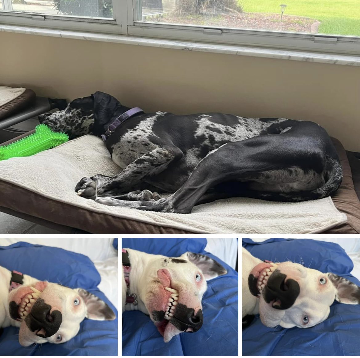 jimstem's tweet image. Me: taking a relaxing Sunday afternoon nap.  Also me: waking up remembering its Sunday evening and I have to go back to work Monday.