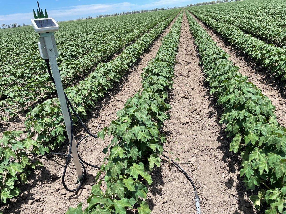 In this week's enews, we size up bankless channel irrigation systems through the results of the 2021/22 St George trial  - mailchi.mp/crdc/sizing-up…