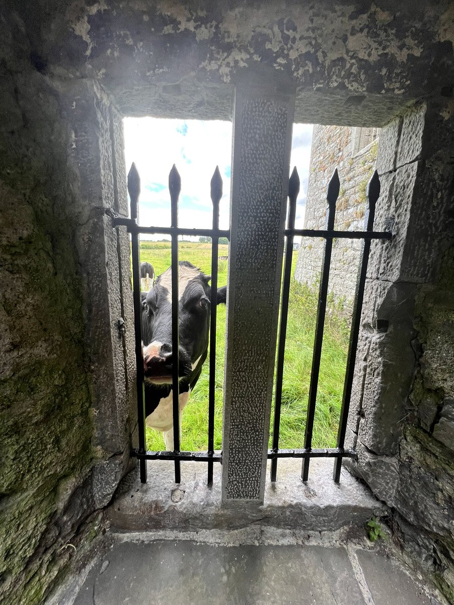 ElizaKnight's tweet photo. Made a new friend today ❤️😂 I may have taken more pics of the cows than the friary, but they were sooooo cute!!!! #ireland #cows #rosserillyfriary #travelingwriter #irelandwritertours https://t.co/gPxWqJIlAd