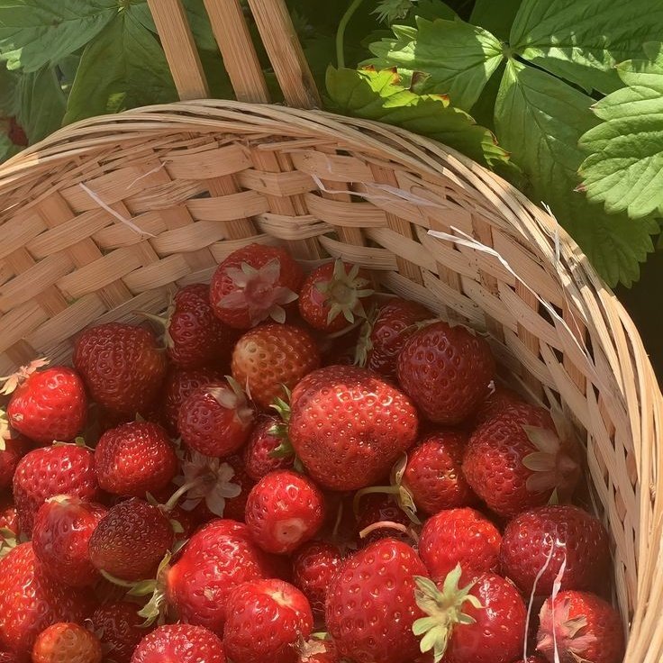🍓 tweet media