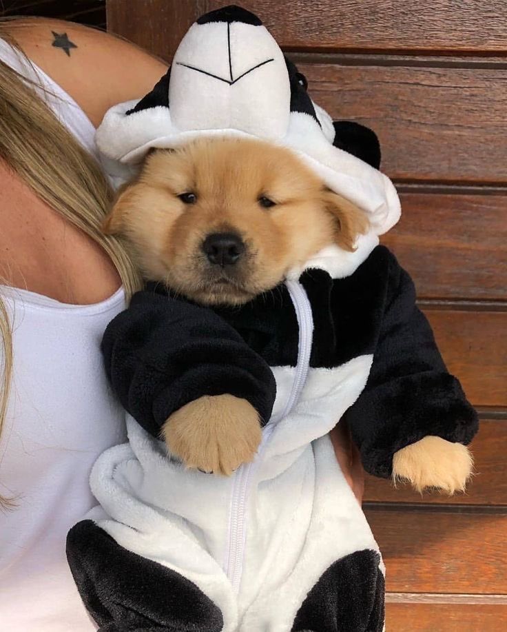 DogsInOnesies's tweet photo. https://t.co/c6hkTfvzQq