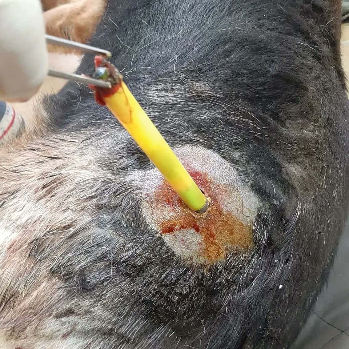 ibrahimbiral's tweet photo. @Bafrabldtr Bu nasıl bir VİCDANSIZLIK!..
@hamitkilicbafra bşk hesap VERİN! Bu sahipli ve küpeli Köpeğe, atılan NARKOTİK uyuşturucu iğne emrini sizmi VERDİNİZ?
@zulkifdagli Sn. Valim soruşturma talep ediyoruz .
@DKMP11bolge
@RTErdogan 
@suleymansoylu 
@VahitKirisci 
@CK_Samsun https://t.co/77HvGR6FPZ