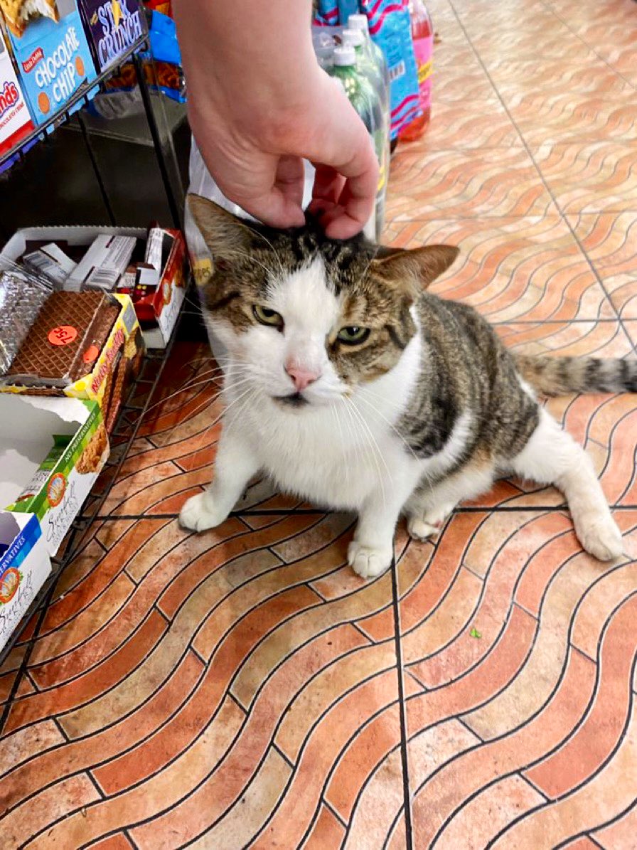 Bodegacats_'s tweet photo. https://t.co/cfc8jIzyto