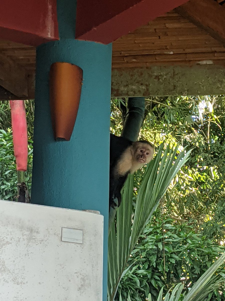 RoutineMage's tweet photo. @ceresfauna Saw this monkey in Costa Rica recently https://t.co/0AUlanWrIq