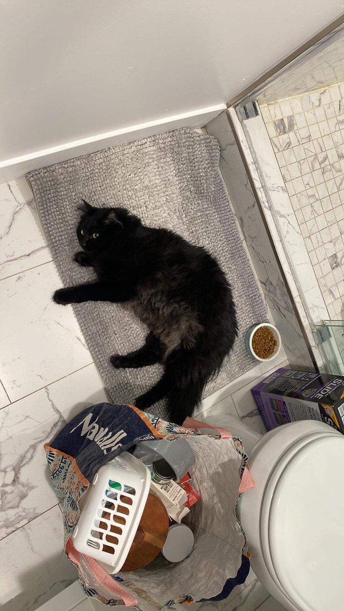 SirKingsleyCat's tweet photo. i am loving my new home ☺️ https://t.co/BL3w1RoNLr