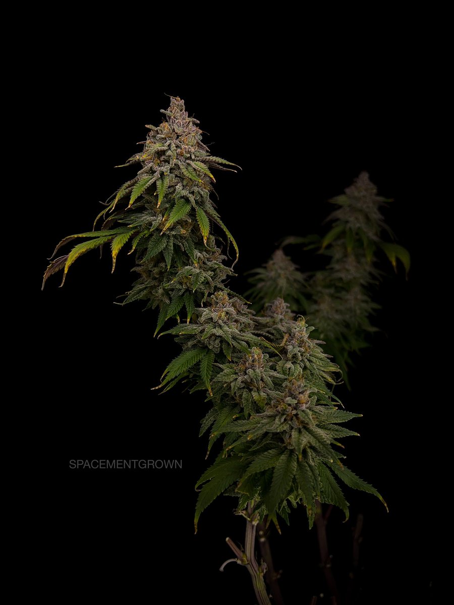 spacementgrown's tweet photo. Platinum Swabi Punch is a cross between Mass Medical Strains and In House Genetics. It’s Platinum Punch X Swabi Pakistani. This is my pheno 2. Also my fave! https://t.co/WkutXXQxT7