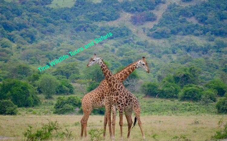 Uwingabire_C's tweet photo. Let us take you to the home on the Big Five! Have you always wanted to meet the lion the king, the giant elephants, the majestic zebras or the photogenic Masai giraffes?

Send your inquiry at tinawildlifesafaris@gmail.com
Or +250786477467
https://t.co/xlW78Zyg0k https://t.co/EsxFmePhSm