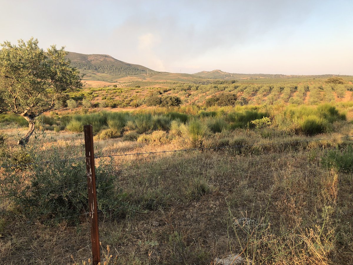 DelibesMateos's tweet photo. A very warm Sunday is a perfect day to keep surveying rabbits across Spain. In the north of Extremadura region, rabbit abundance was also very low. Hope we will find more rabbits tomorrow in Salamanca province! https://t.co/uKvV5y0pBf