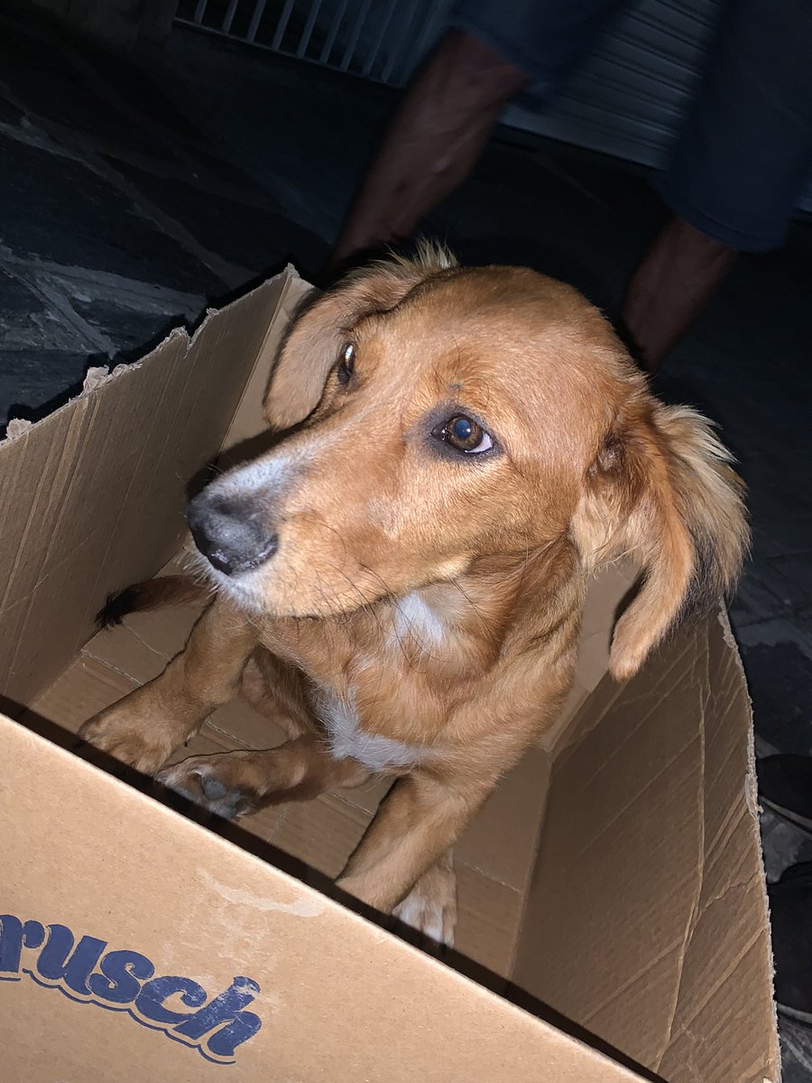 marcinha13lima's tweet photo. 🆘URGENTE 🆘

Essa cachorrinha acabou de ser atropelada aqui no Catole, próximo a antiga Pizzaria do Paulista. Não foi nada grave e por “sorte” a pessoa é cuidadora de animais e estamos em busca do dono. Ela precisa de ajuda nos custos também:

Pix: 83 99921-3607 - Luana Meireles https://t.co/7lW33rCmGB
