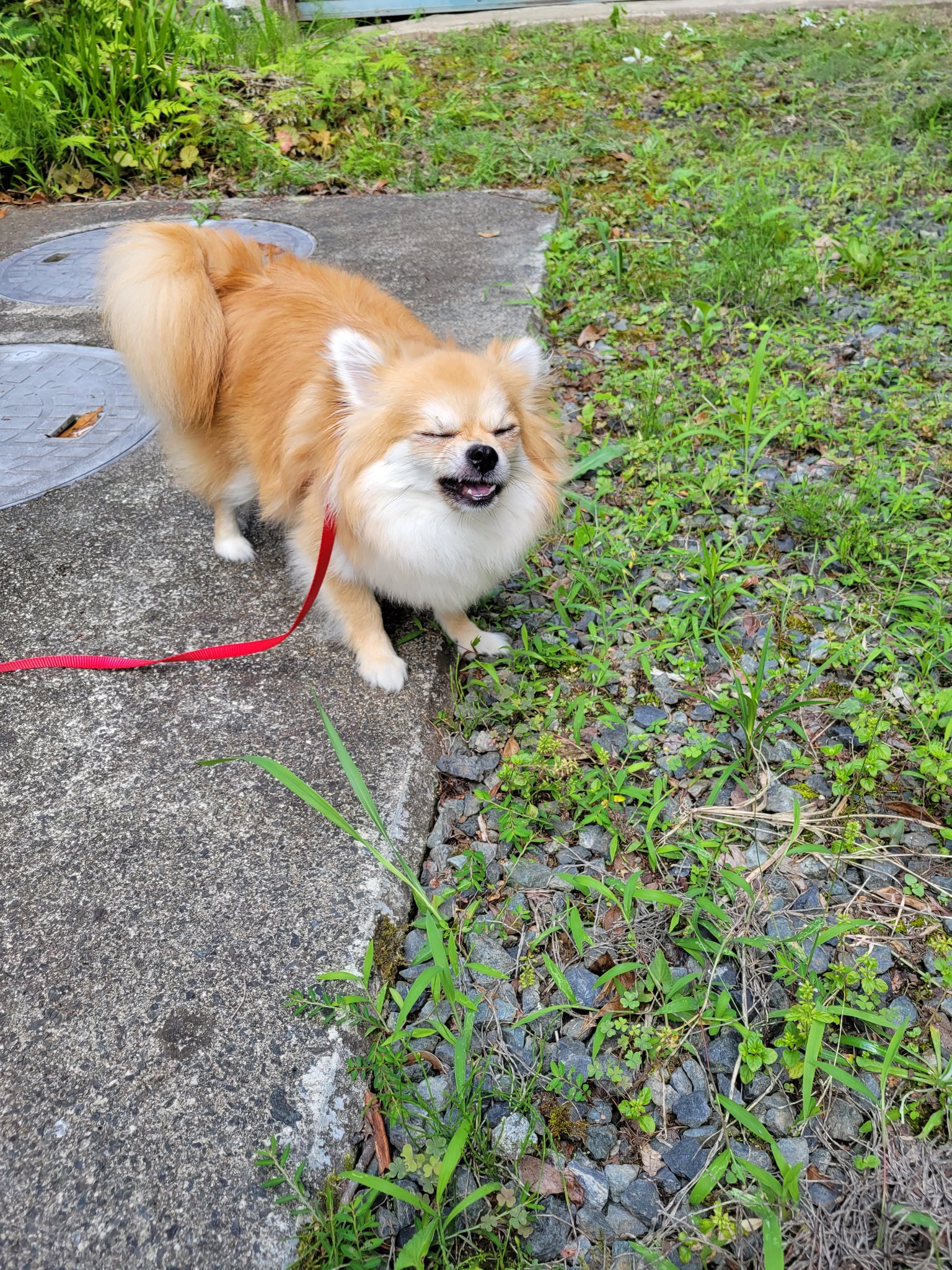 犬のくしゃみ Twitter Search Twitter