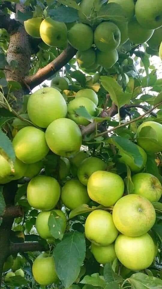 WorldlyHQ's tweet photo. Modern Apple Farming. https://t.co/7kSaJ8FnqI