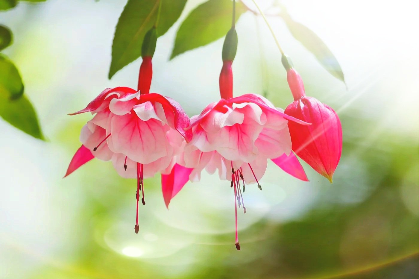 モンゴル革命記念日 Twitter Search Twitter