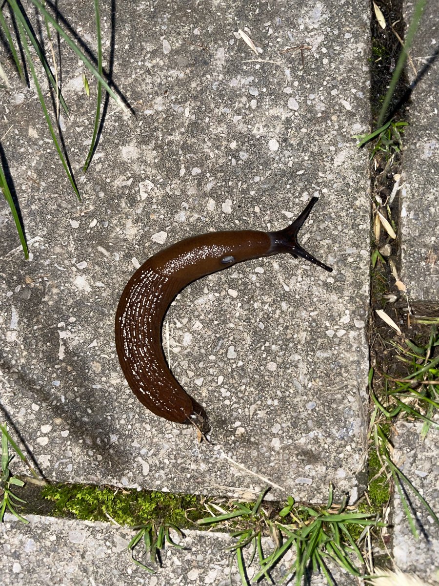 awsten's tweet photo. slugs look kindaaaa haha uh like mm ya know like uhh hahahaaaaaa mmm man they just remind me of uuuuh haha uh just like they way they look just looks sssso much like hhhhaha like th https://t.co/OkkQKQ1SOf