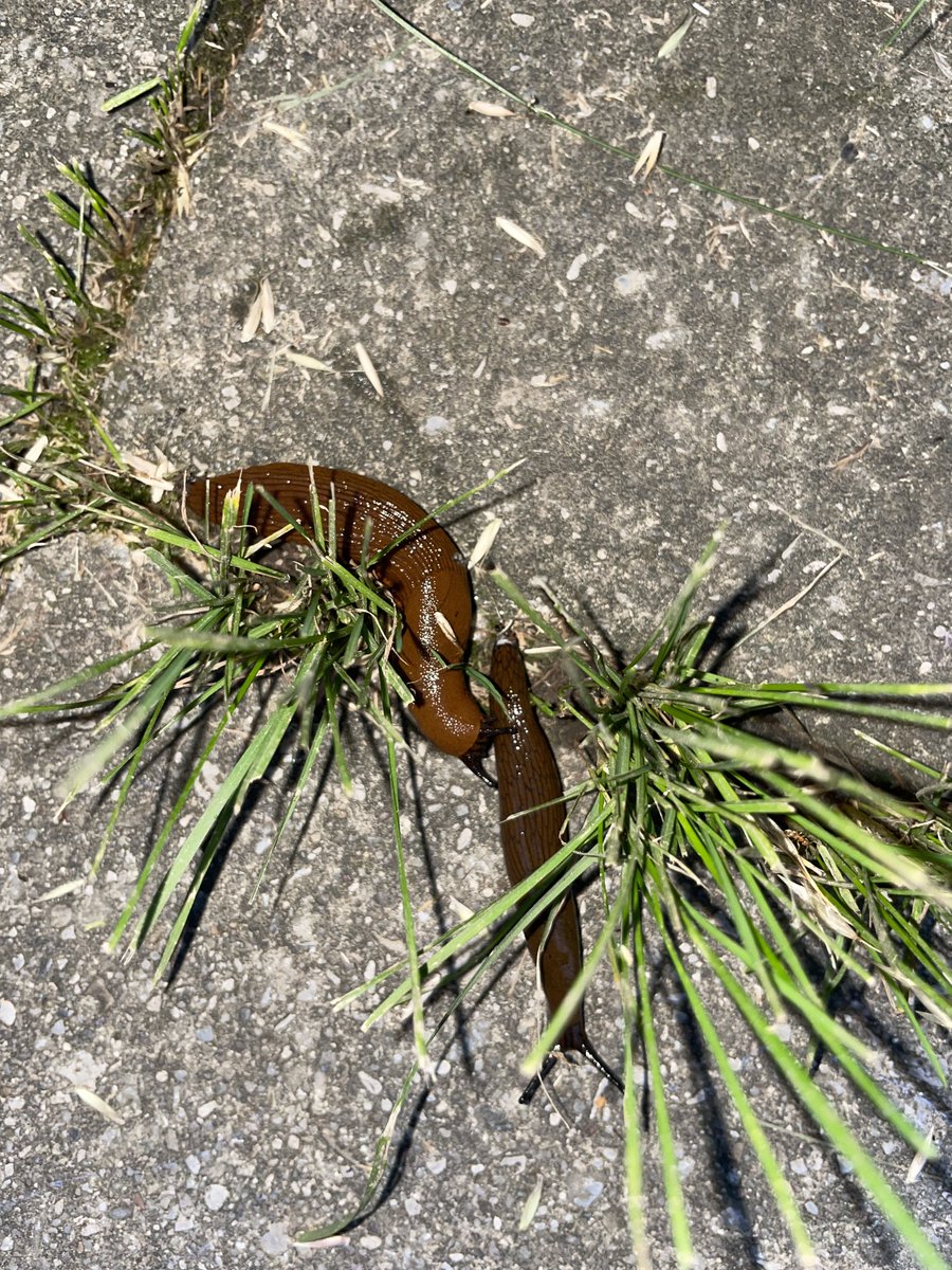 awsten's tweet photo. slugs look kindaaaa haha uh like mm ya know like uhh hahahaaaaaa mmm man they just remind me of uuuuh haha uh just like they way they look just looks sssso much like hhhhaha like th https://t.co/OkkQKQ1SOf