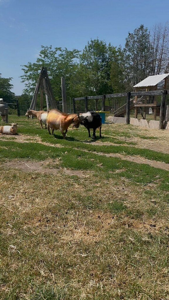 While it may seem dangerous to us humans, head-butting is just a natural part of goat behavior. 
It's used both as a way for goats to play with one another and as a means of protection. Some goats will also use head-butting as a means to gain affection or attention.

xx Lucy…