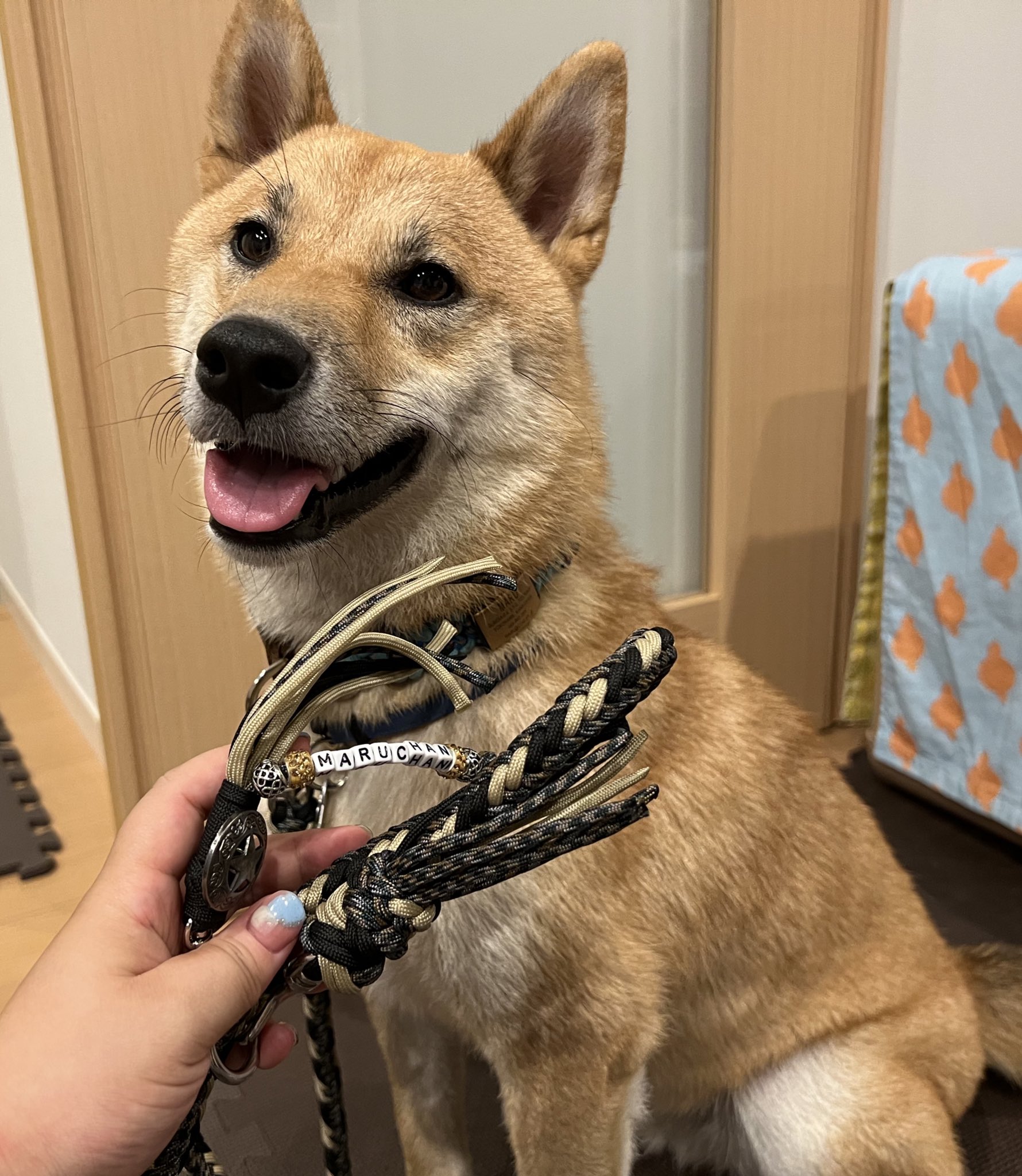 柴犬まるやん日記 Maruyan 1125 Twitter
