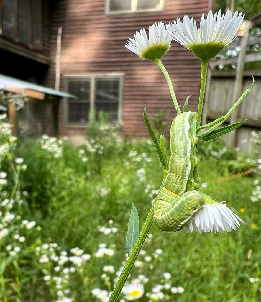 adrndack's tweet image. This cute little larvae are snacking on the fleabane. It’s probably some kind of flower moth, but the caterpillars are so generic looking I can’t identify them. #larvalhostplant #nativewildflower #organicgardening #permaculture #createnativehabitat #adir… instagr.am/p/Cf2Nq4cJdTU/