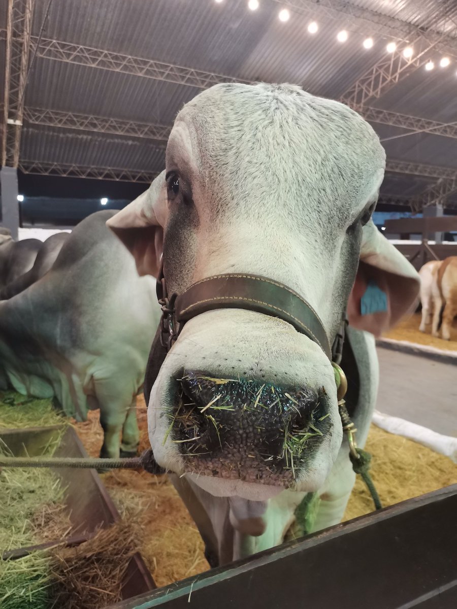 AmanecerAgroPy's tweet photo. La Expo es una demostración del Paraguay del trabajo y la importancia del campo en nuestro día a día. https://t.co/VcRbP7oCHk