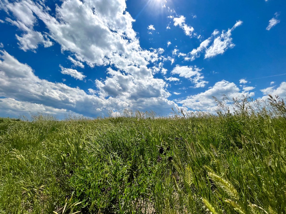 JasonKechely's tweet photo. Finding beauty in the simple things...
#MontanaSummer #BigSkies #SundayVibes https://t.co/bCeACk4mWP