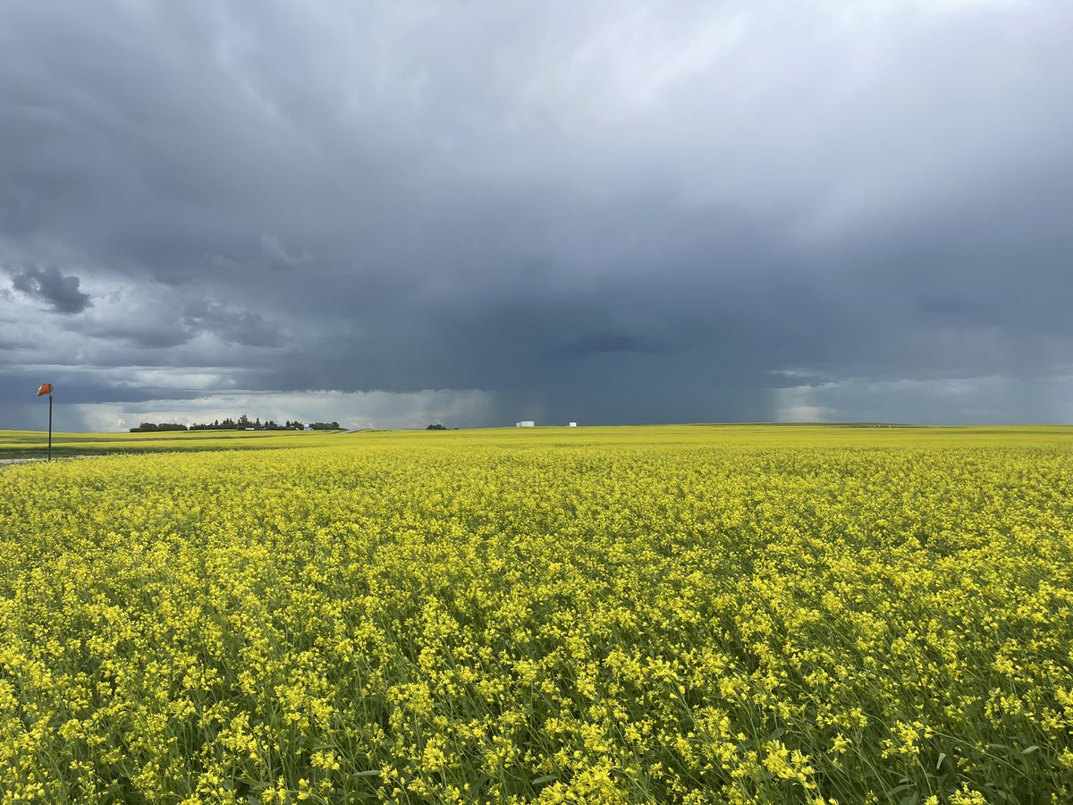 This view never gets old. #mustard