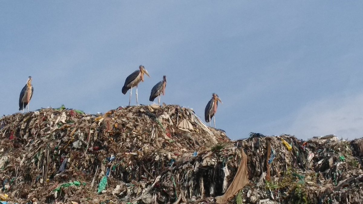 maanbarua's tweet photo. Fieldwork on #urban #metabolism has begun: endangered Greater Adjutant #storks in #Guwahati's largest garbage disposal site. #UrbanEcologies https://t.co/QQM6uOd7kw
