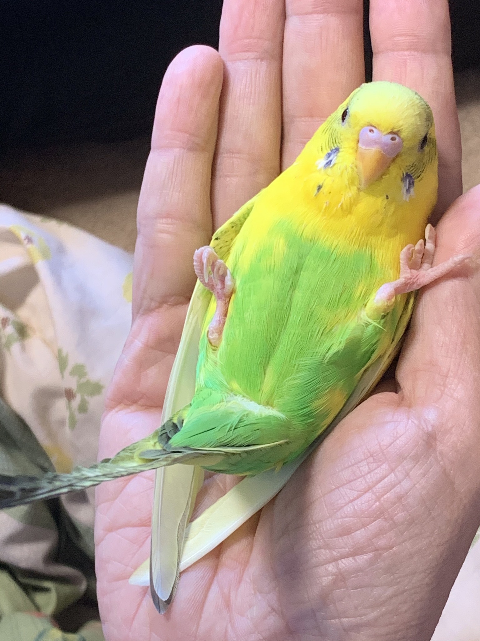 小鳥部 Kotoribu Twitter
