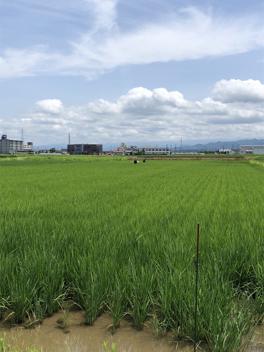 SOZO_DRONE's tweet photo. 葉色板での目視確認作業を、空撮(P4 Multispectral)を利用し判断しよう!と、JA加賀様と協力して、空撮を先ほど行ってきました。
圃場4枚の空撮を3分で終了。
この後、JA加賀様と一緒に解析を行っていきます。
#加賀市 #葉色板 #P4M #P4Multispectral #創造社 #スマート農業 https://t.co/uweTaYW1J0