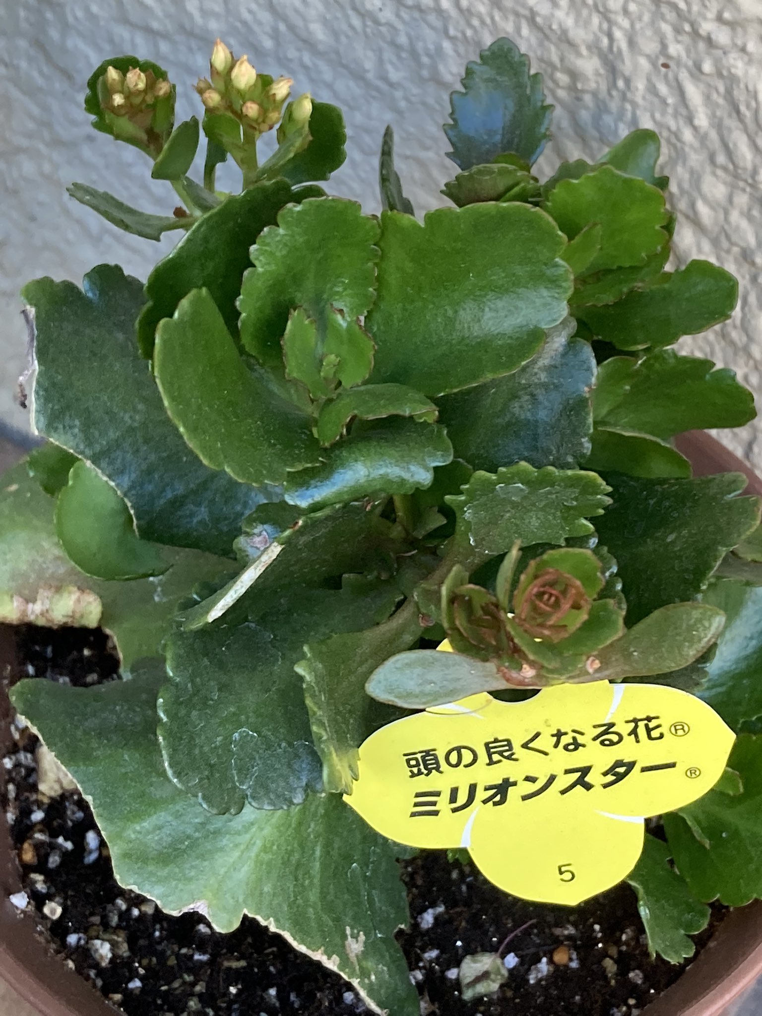 ティエ 社長が貰ってきたカランコエが咲き終わったので切り戻し 株分け をしたら無事に根付いたようで また花を咲かせようとしてる 植物育てるの苦手だったから嬉しい T Co Nctwkdu0um Twitter