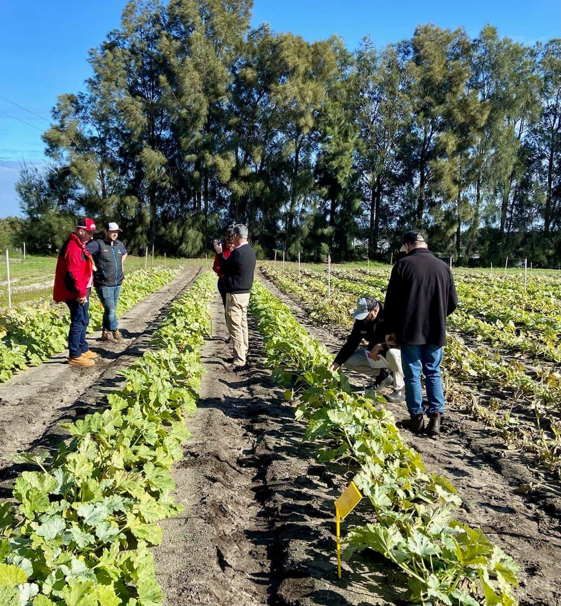 Agronomists inspecting a fungicide trial in Perth for a NEW product!🌱 🌱