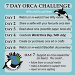 Photo by World Orca Day (@WorldOrcaDay)