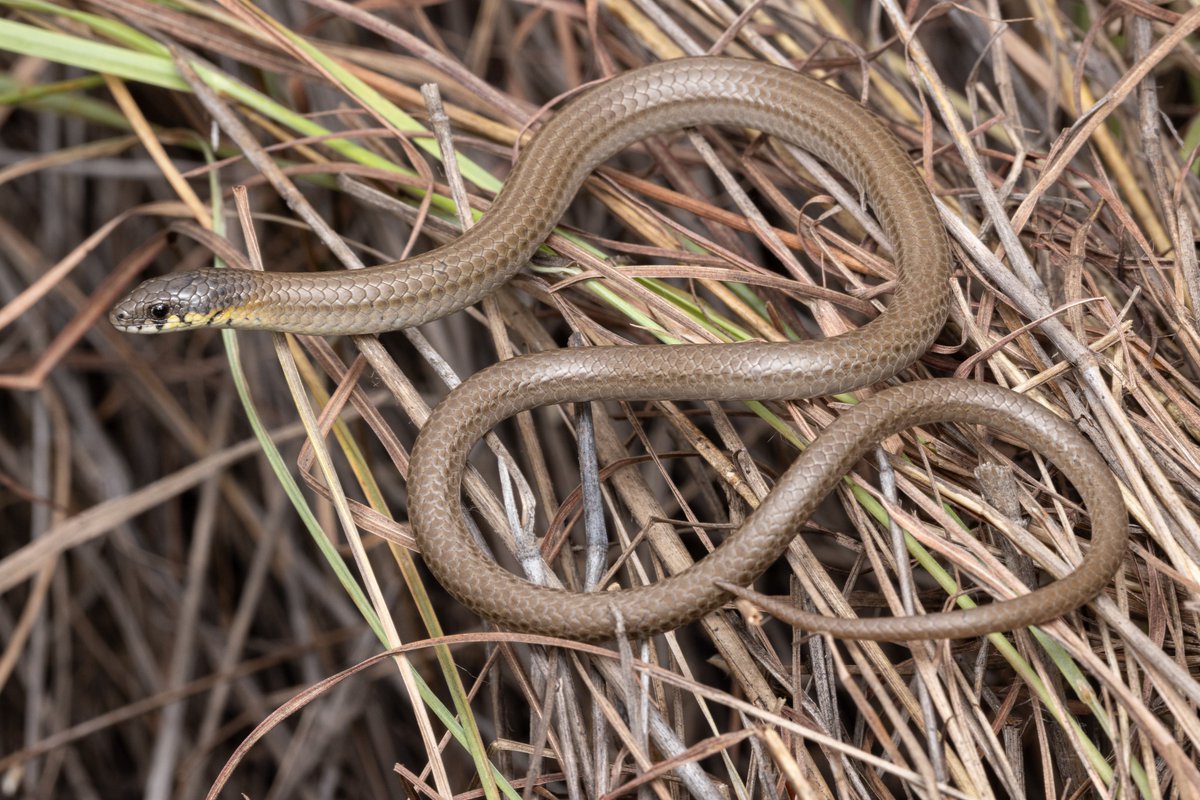 SVMahony's tweet photo. Today in Zootaxa we describe a new species of legless lizard endemic to the Hunter region of NSW. Meet Delma vescolineata. Thanks to my fantastic authors @jodirowley @Tim_Cutajar 
https://t.co/ZNzXKY3Hvf https://t.co/lVzikg47cg