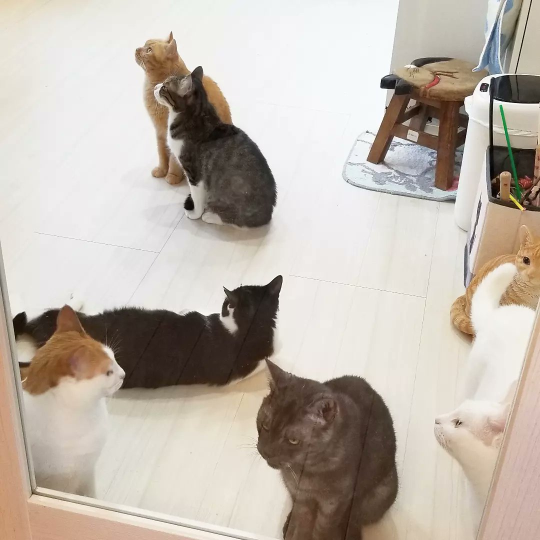 猫カフェnya Go にゃーご 公式 Since Twitter