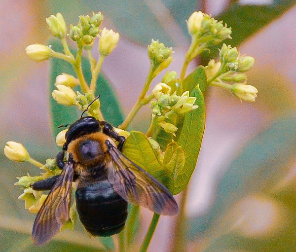 StevenLoweGA's tweet photo. New artwork for sale! - "Bee collecting pollen" - https://t.co/YxnhlSBg3w @fineartamerica https://t.co/gMia7W1HQ3