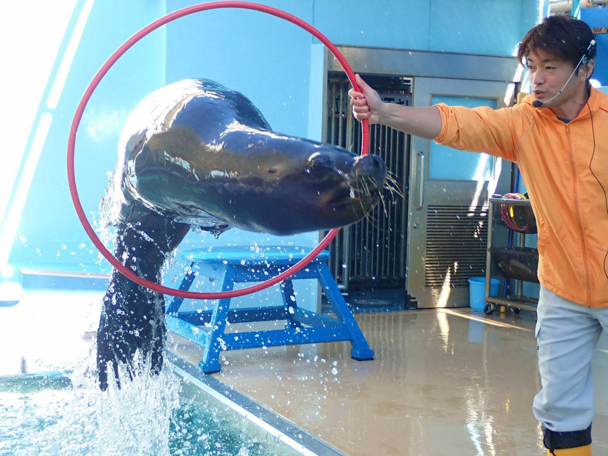 AichiNow_en's tweet photo. Sea creatures and skyline in #Gamagori-city recommended course! 🌊🐟 https://t.co/2OcPIqWH29 #TakeshimaAquarium #竹島水族館 #TakeshimaIsland #竹島 #MtSanganeSkyline #三ヶ根山スカイライン #GamagoriCity #蒲郡市 #AichiPrefecture #愛知 #ModelCourse #モデルコース #AichiNow https://t.co/BThUU1zGvc